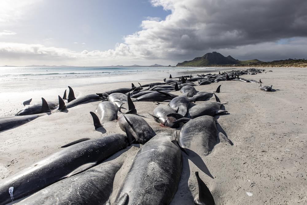 477 Pilot Whales Die After Getting Stranded on New Zealand Beach