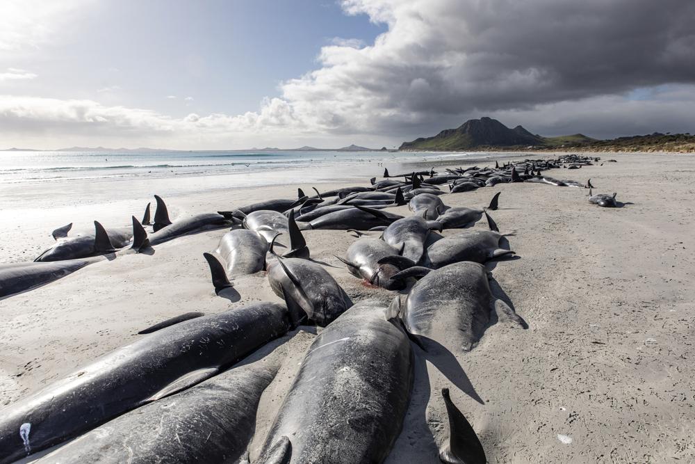477 Pilot Whales Die After Getting Stranded on New Zealand Beach 477 Pilot Whales Die After Getting Stranded on New Zealand Beach
