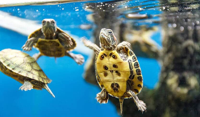 Poaching of Turtles Skyrockets