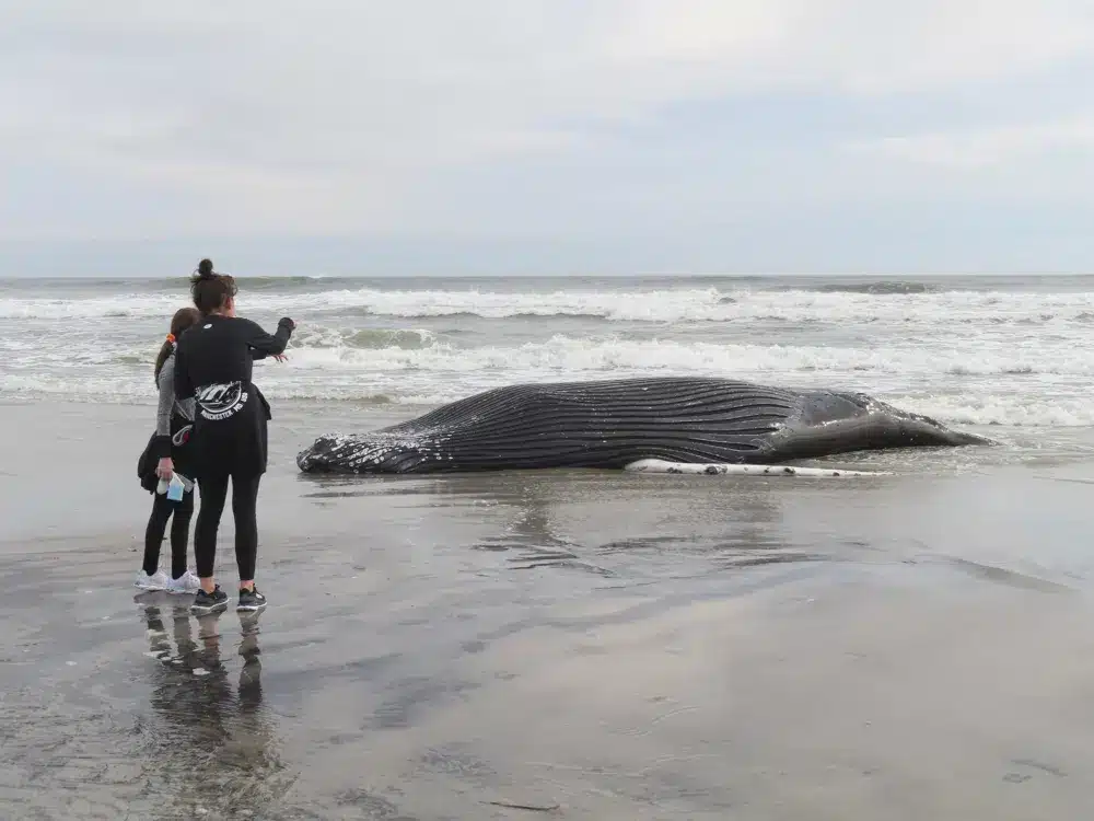 7 Whales Dead In New Jersey, Wind Farm Protests Continue whale