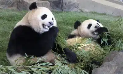 panda