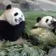 panda