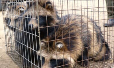 China Study Claims Covid-19 Originated in Raccoon Dogs Withdrawn