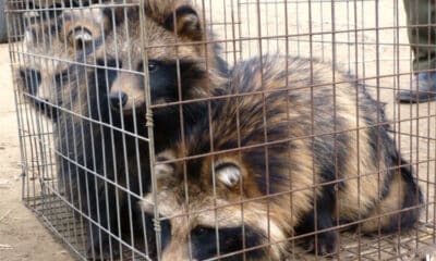 China Study Claims Covid-19 Originated in Raccoon Dogs Withdrawn