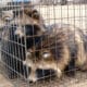 China Study Claims Covid-19 Originated in Raccoon Dogs Withdrawn