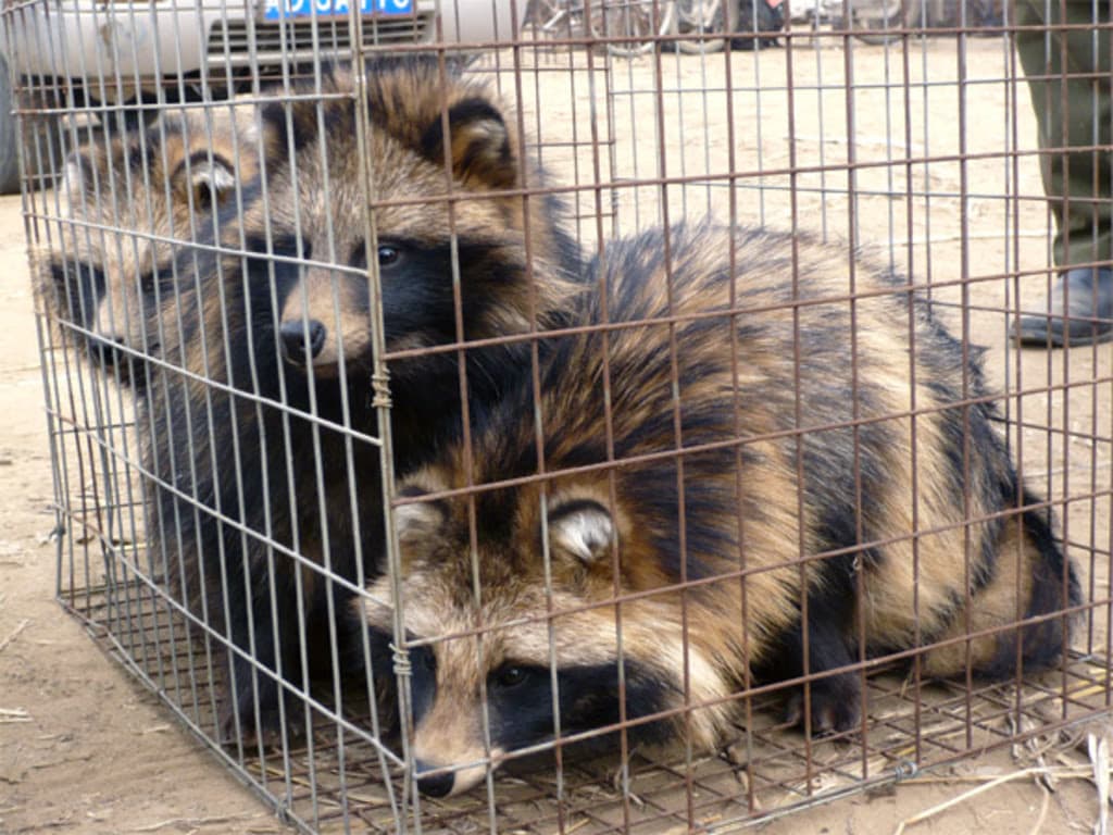 China Study Claims Covid-19 Originated in Raccoon Dogs Withdrawn