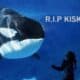 Canada's Last Captive Killer Whale "Kiska" Dies