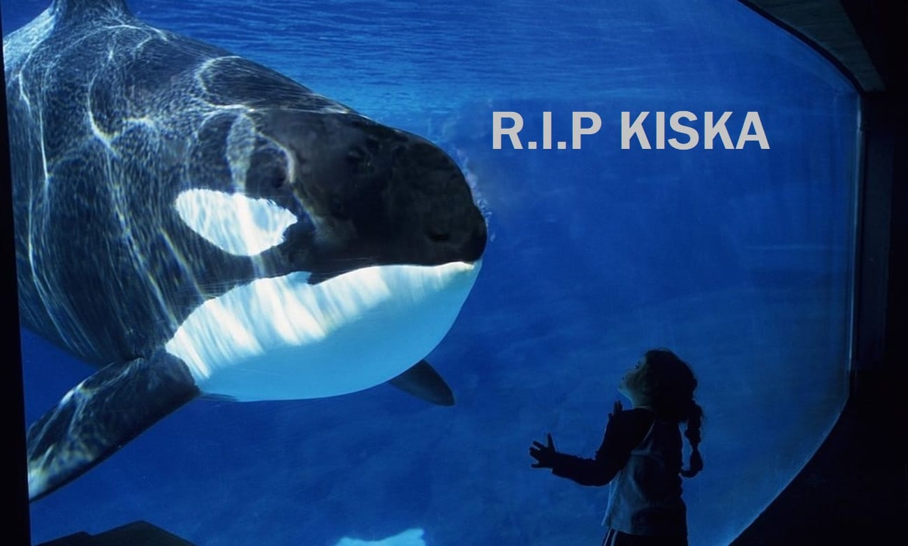 Canada's Last Captive Killer Whale "Kiska" Dies