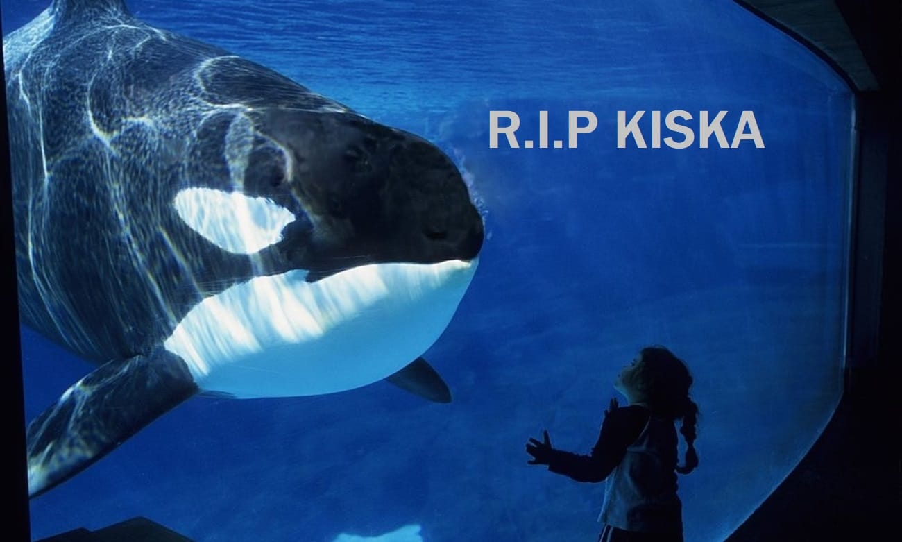 Canada's Last Captive Killer Whale "Kiska" Dies She Was 47 Years Old Canada's Last Captive Killer Whale "Kiska" Dies