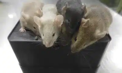 mice