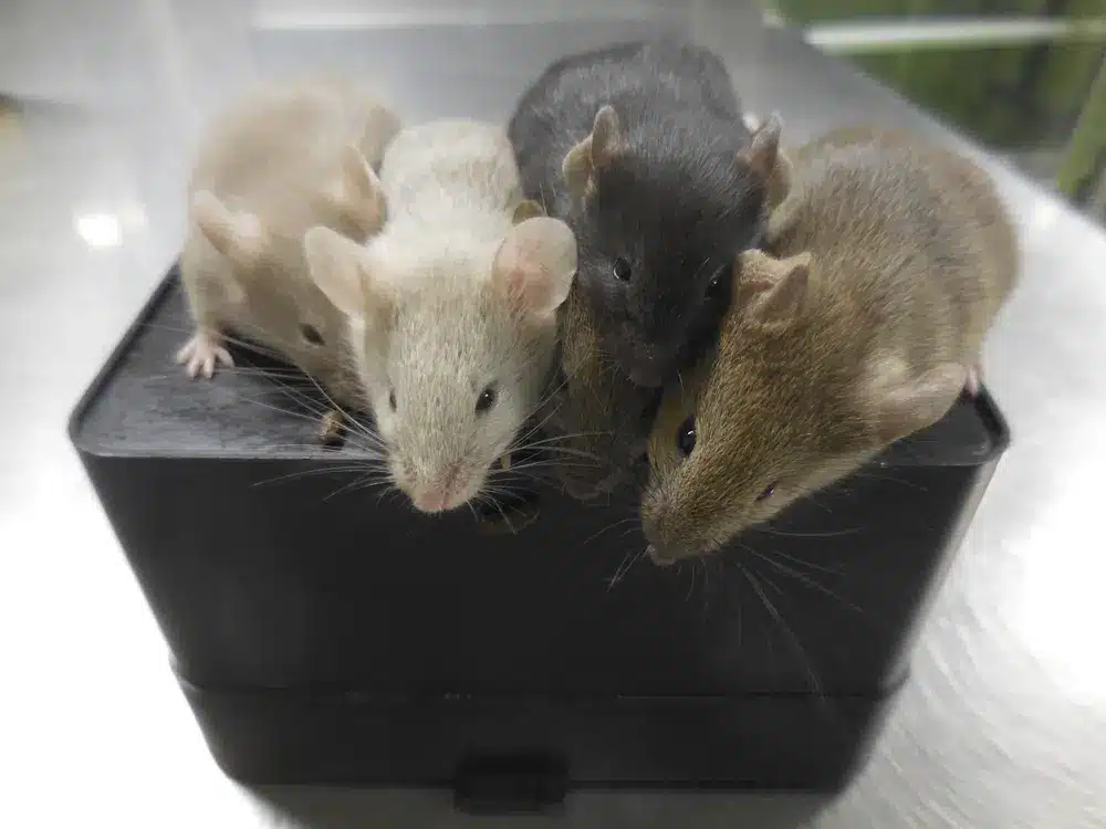 Scientists Create Mice With Cells From 2 Males For 1st Time mice