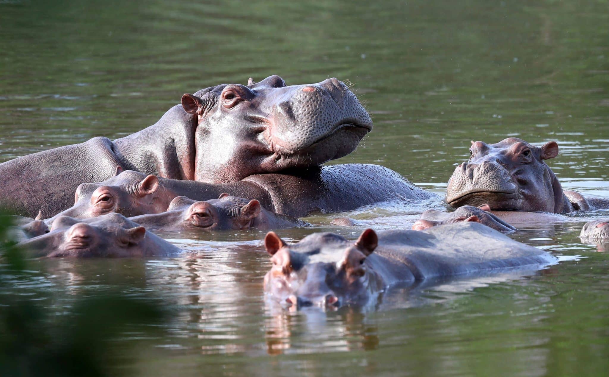 An Escobar Hippo Killed In Highway Collision In Colombia escobar