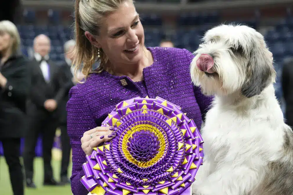 A 'PBGV' Wins Westminster Dog Show 2023, A First For The Breed dog