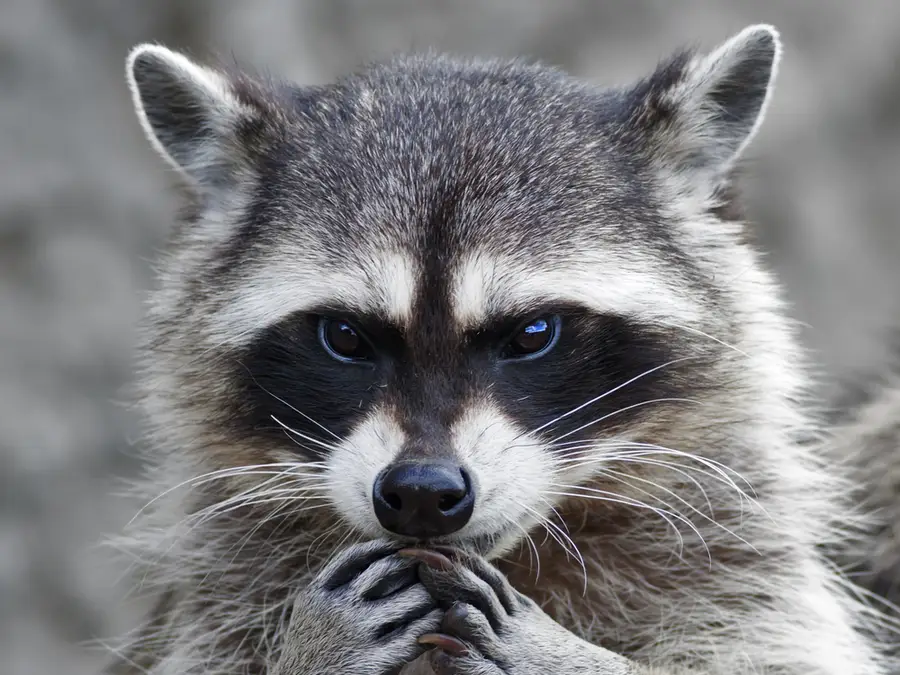 raccoon