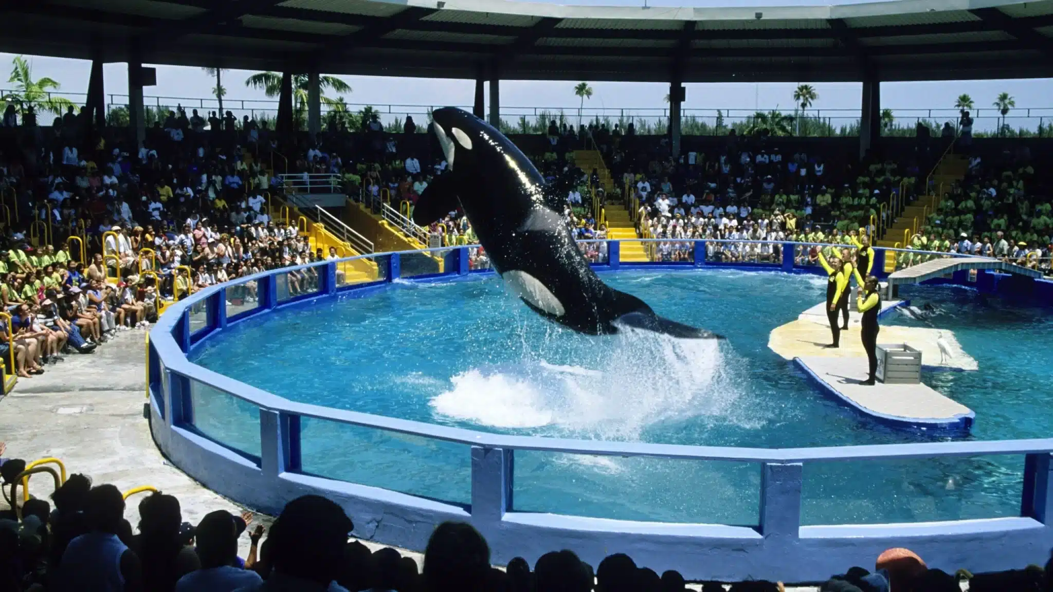 57 Year Old Lolita The Whale May Someday Return To Wild, Miami Park Says lolita