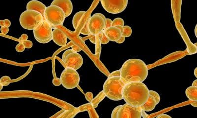 fungus