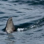 shark