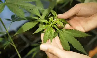 cannabis germany