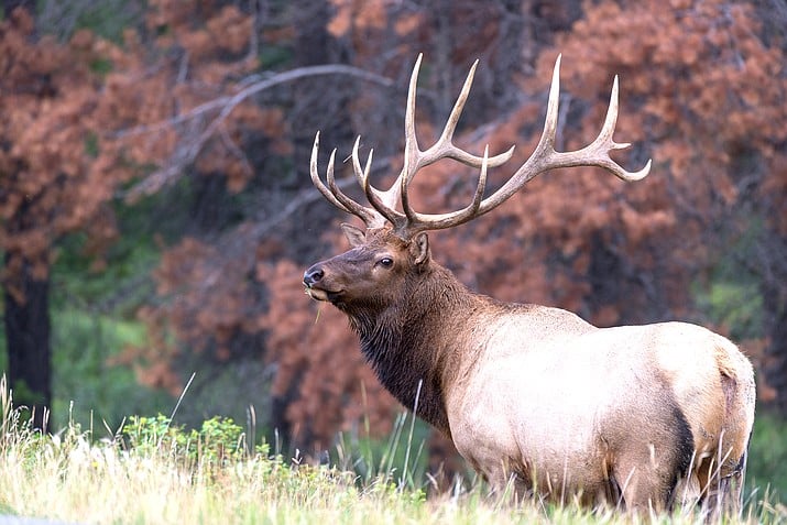 elk