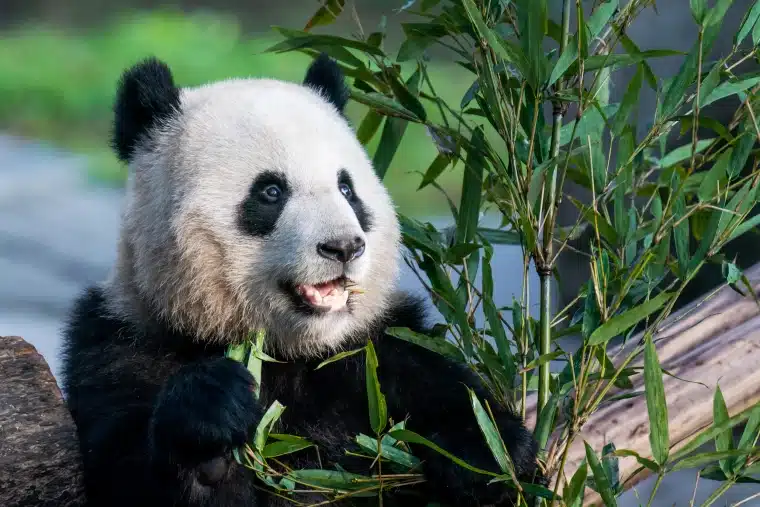 China Plans To Send San Diego Zoo More Pandas This Year, Reintroducing