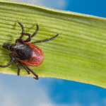 Tick Season Is Here
