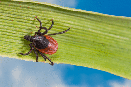 Tick Season Is Here