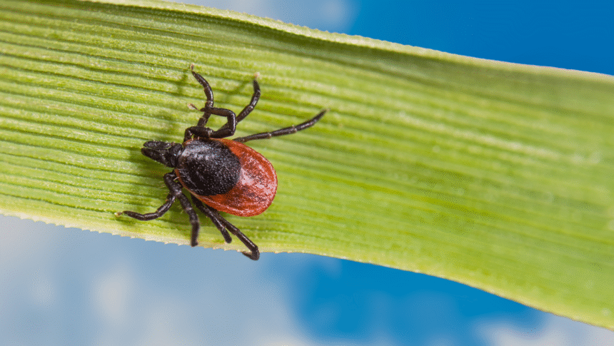 Tick Season Is Here