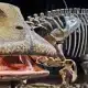 Unraveling the Mystery of the Dinosaur with 500 Teeth