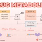 drug metabolism