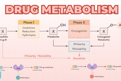 drug metabolism