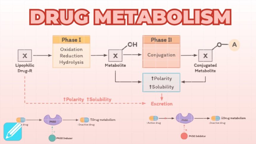 drug metabolism