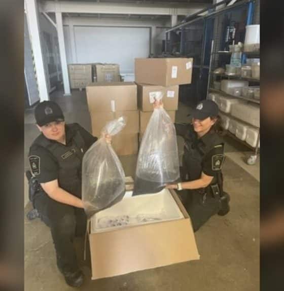 Canada Fisheries Officers Seize Elvers