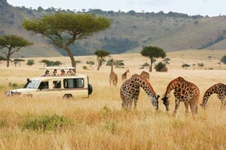 Kenya is the Ultimate Safari Destination in Africa