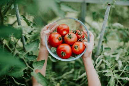 Choose the Right Tomatoes for Your Garden