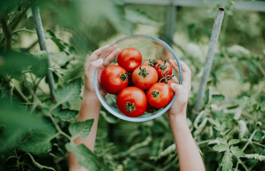 Choose the Right Tomatoes for Your Garden