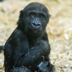 Baby Gorilla, Calgary Zoo