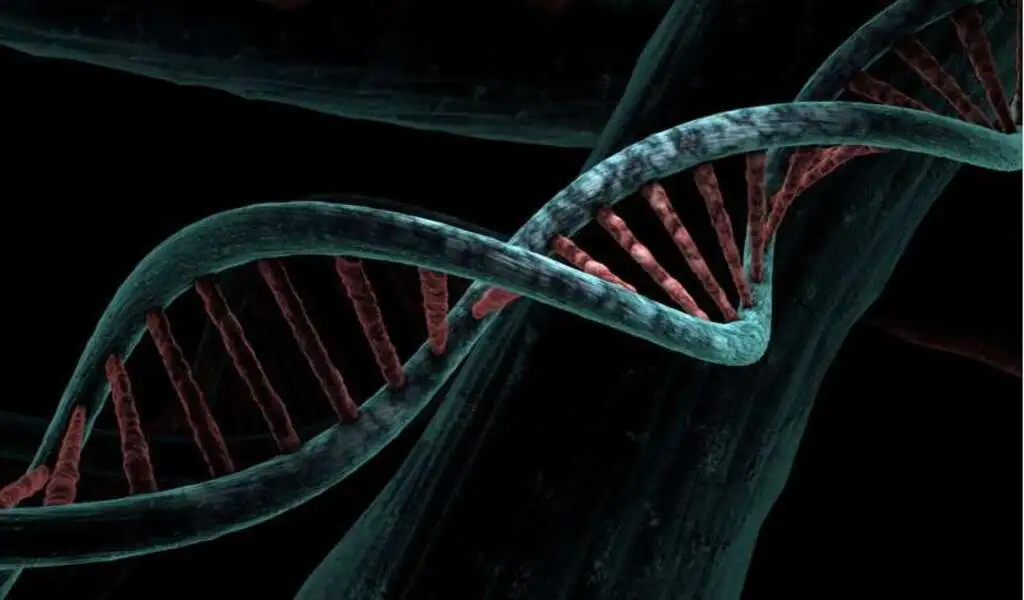 Breast Cancers Are Predicted By Gene Variants