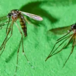 Chikungunya