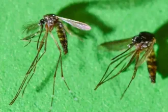 Chikungunya
