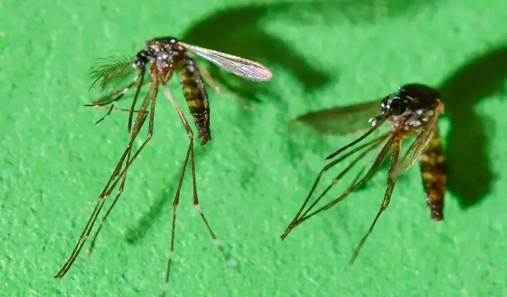 Chikungunya